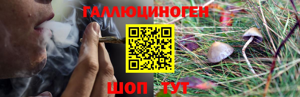 Галлюциногенные грибы Psilocybe Ишим